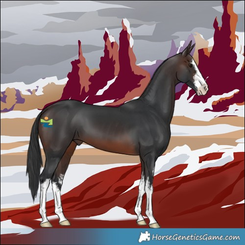 Horse Color:White Spotted Brown 