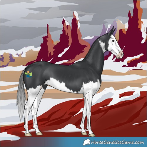 Horse Color:White Spotted Black Splash 