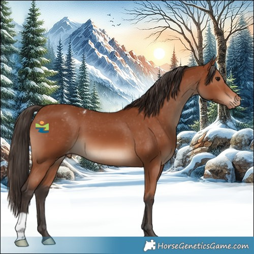 Horse Color:Bay Appaloosa 