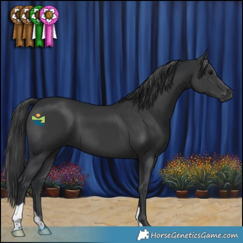 Horse Color:Black 