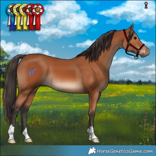 Horse Color:Bay 