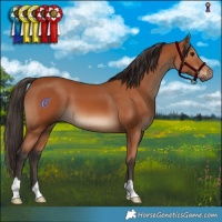 Horse Color:Bay 