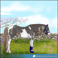 Horse Color:Liver Chestnut Sabino Tobiano 