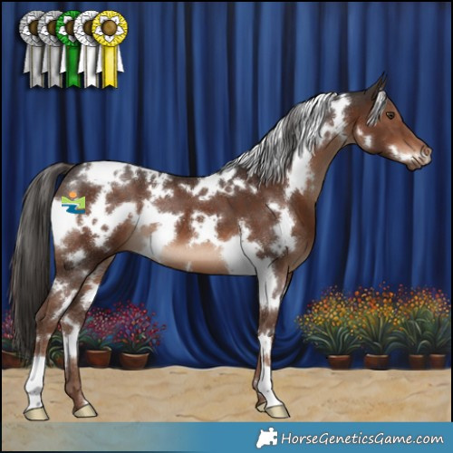 Horse Color:White Spotted Liver Chestnut 