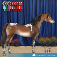 Horse Color:Bay Tobiano 