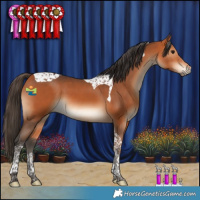 Horse Color:Bay Tobiano 