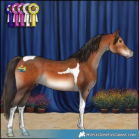 Horse Color:Bay Tobiano 