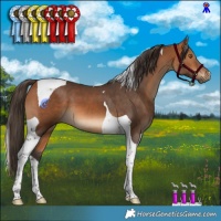 Horse Color:Bay Tobiano 