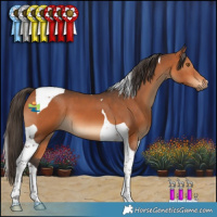 Horse Color:Bay Tobiano 
