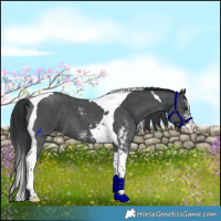 Horse Color:Black Sabino Splash Tobiano 