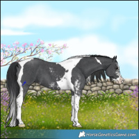 Horse Color:Black Sabino Splash Tobiano 