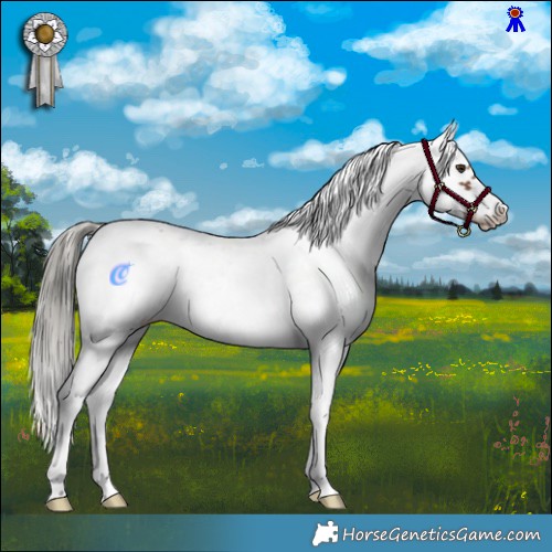 Horse Color:Liver Chestnut Mushroom Sabino Frame 