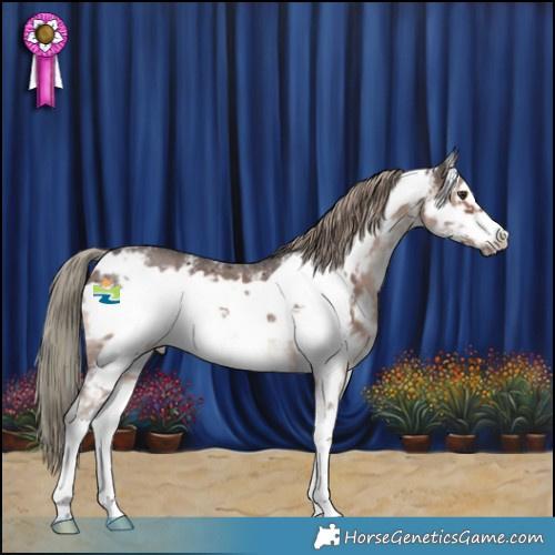 Horse Color:Liver Chestnut Mushroom Sabino Frame 