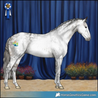 Horse Color:Gray White Spotted Buckskin Sabino Appaloosa 