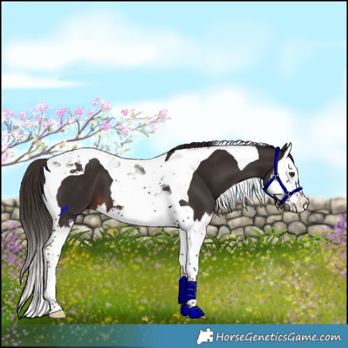 Horse Color:Liver Chestnut Splash Tobiano 