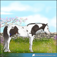 Horse Color:Liver Chestnut Splash Tobiano