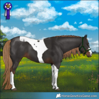 Horse Color:Liver Chestnut Tobiano 