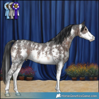 Horse Color:Brown Mushroom Sabino 