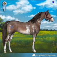 Horse Color:Liver Chestnut Sabino