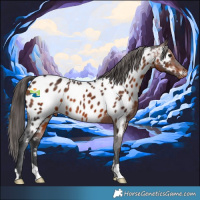 Horse Color:Brown Appaloosa