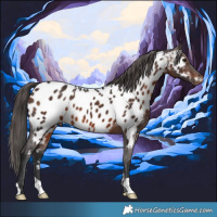Horse Color:Brown Appaloosa 