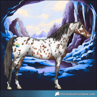 Horse Color:Brown Appaloosa 