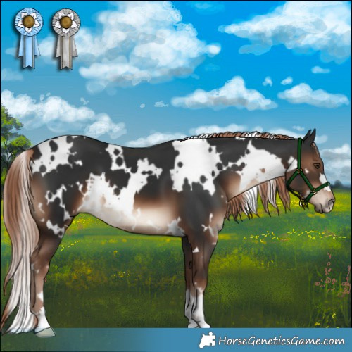 Horse Color:White Spotted Liver Chestnut 