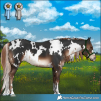 Horse Color:White Spotted Liver Chestnut