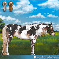Horse Color:White Spotted Liver Chestnut