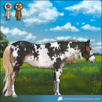 Horse Color:White Spotted Liver Chestnut 