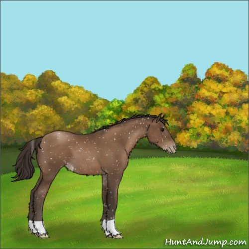 Horse Color:Gray Black Pearl Appaloosa 