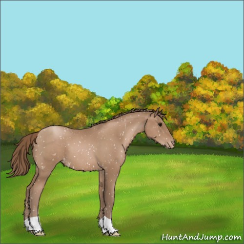 Horse Color:Black Pearl Appaloosa 