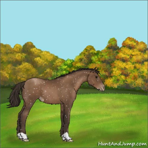 Horse Color:Gray Black Pearl Appaloosa 