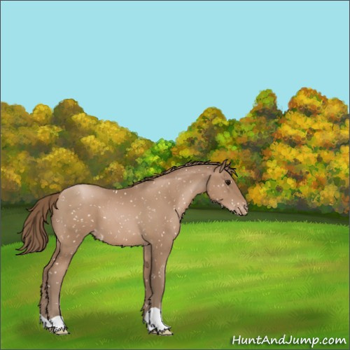 Horse Color:Black Pearl Appaloosa 