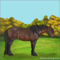 Horse Color:Black and Brown