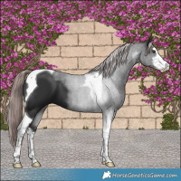 Horse Color:Platinum White Spotted Liver Chestnut Tobiano 