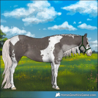 Horse Color:Platinum White Spotted Chocolate Palomino Tobiano 