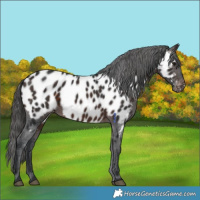 Horse Color:Brown Appaloosa 
