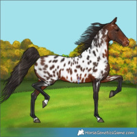 Horse Color:Bay Appaloosa 