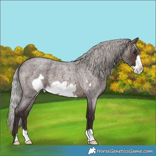 Horse Color:Silver Brown Roan Frame 