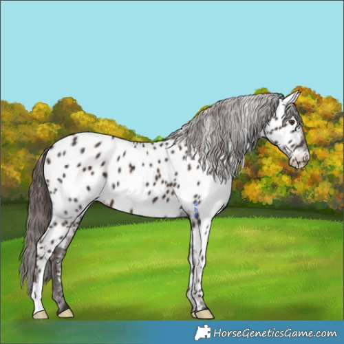 Horse Color:Liver Chestnut Appaloosa 