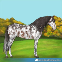 Horse Color:Bay Sabino Splash Appaloosa  and Brown Sabino Splash Appaloosa 