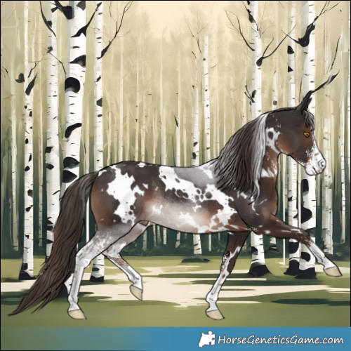 Horse Color:White Spotted Liver Chestnut Sabino Rabicano 