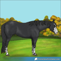 Horse Color:Black  and Black 