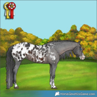 Horse Color:Brown Sabino Splash Appaloosa  and Brown Sabino Splash Appaloosa 