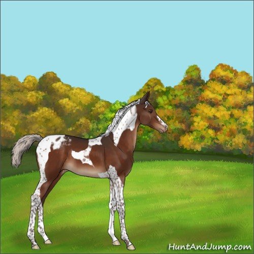Horse Color:Silver Brown Tobiano Appaloosa 
