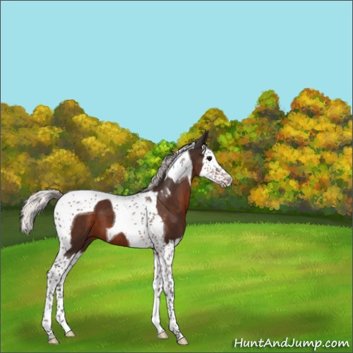 Horse Color:Silver Brown Splash Tobiano 