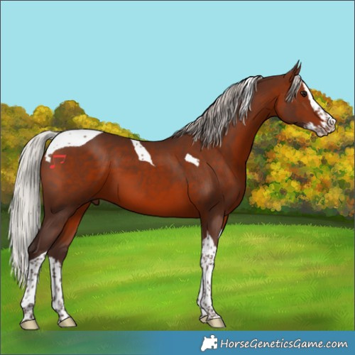 Horse Color:Silver Brown Splash Tobiano 