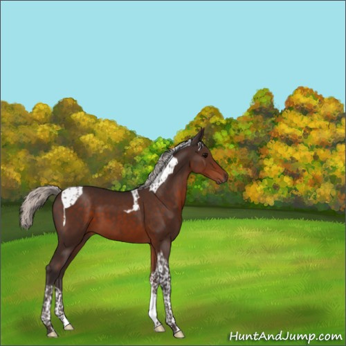 Horse Color:Silver Brown Tobiano 