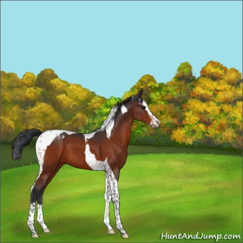 Horse Color:Bay Splash Tobiano 